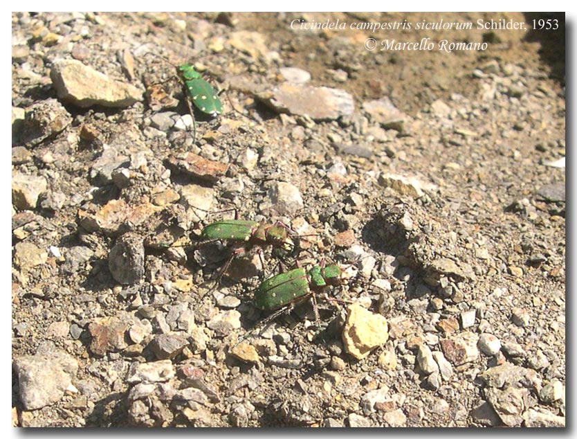 Qualche altra cicindela